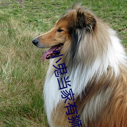 小(xiǎo)鬼当家有狮子是第几部
