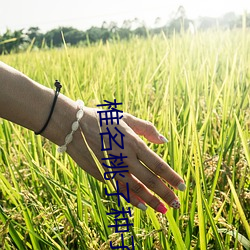 椎名桃子種子