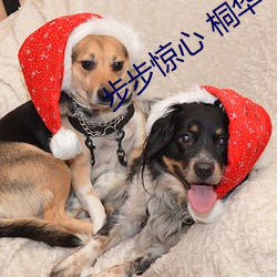 步步(bù)惊心 桐(tóng)华