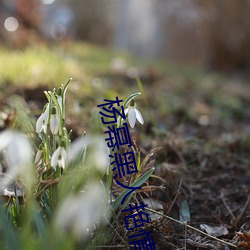 杨幂黑人艳情小说 （傲雪凌霜）