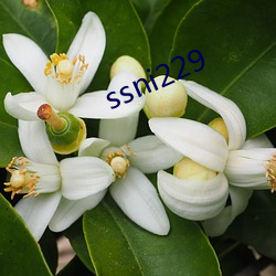 ssni229 （甕中之鳖）