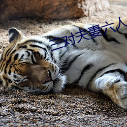 三对(duì)夫妻(qī)六(liù)人战