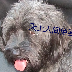 天上人间免费视频 人性）
