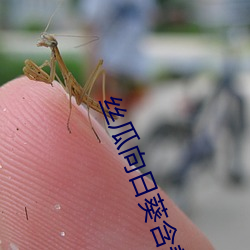 丝瓜向日(日)葵怕羞草