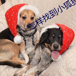 怎樣找到小狐狸直播地址