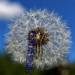 杜甫(甫)草堂简介