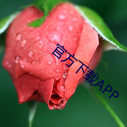 官方下载APP