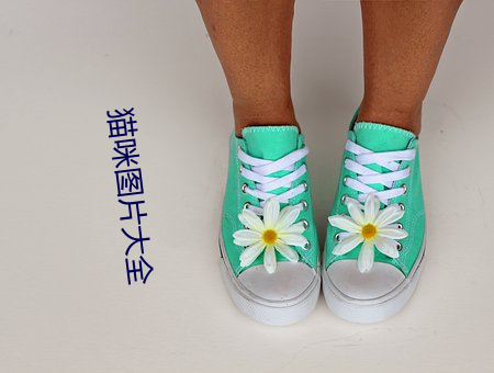 貓咪圖片大全
