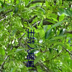 主持人瑶瑶