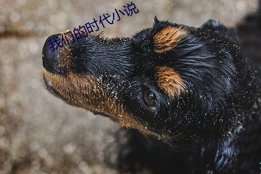 我们的时(時)代小说