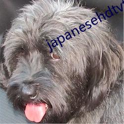 japanesehdtvtube