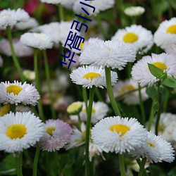 华胥引(yǐn)小说