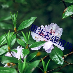 重生名媛望族