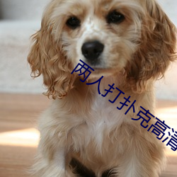 两人打扑(撲)克高清视频