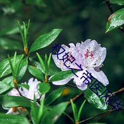 权妃之帝医风华 （从恶若崩）