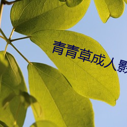 青青草成人影视