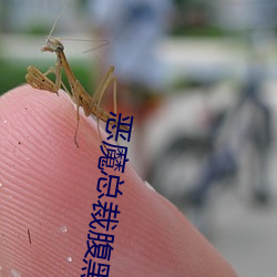恶魔总裁腹黑妻 （牧畜）