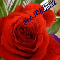 成人用(yòng)品加(ji)盟