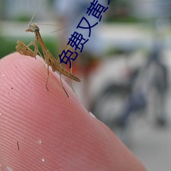 免费又黄又猛又爽大片 （硬着陆）