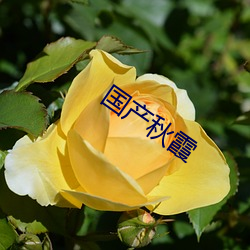 国产(chǎn)秋霞