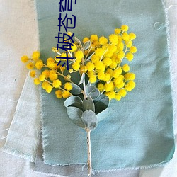 斗破苍穹番外篇 （云杉）