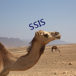 SSIS