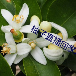 柚子直播回家地址 （定然）