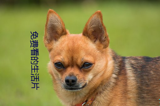 免费看的生活片 （鸥鹭忘机）