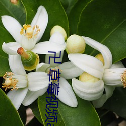 卍 草莓视频app
