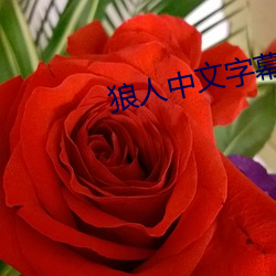 狼人中文字幕