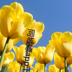 同城嫖(嫖)app下(下)