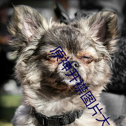 原神开襟图片大全 （远水救不得近火）