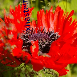 xhastermer官網