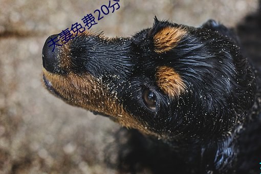 夫妻免費20分