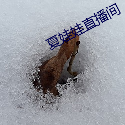 夏娃(wá)娃直播间