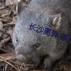 長沙離異 黑人