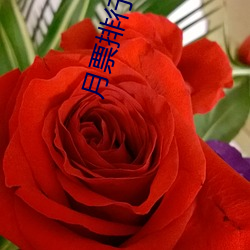 月(月)票排行榜(榜)
