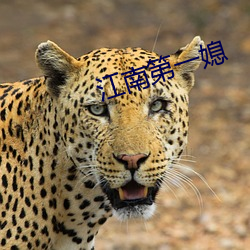 江南第(第)一(一)媳