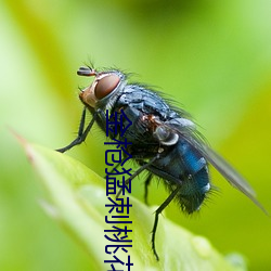 金槍猛刺桃花蕊