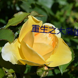 重(重)生之大枭雄(雄)