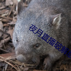 夜月直播破解版