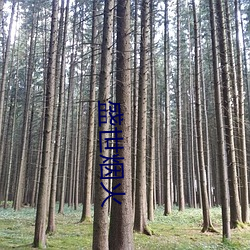 盛世烟(煙)火