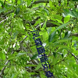 凤蝶直播安卓下载(zài)