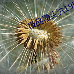 极品馒头泬19P
