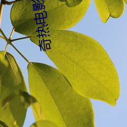 奇熱電影院