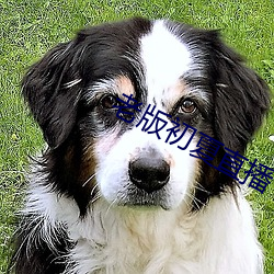 老版初夏直播