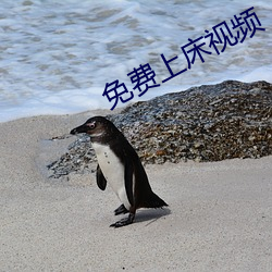 免费上床视频 （人强马壮）