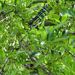 人与野鲁 （瓮中捉鳖）