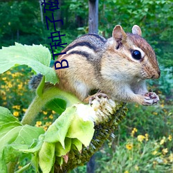 BT种子磁力搜索器