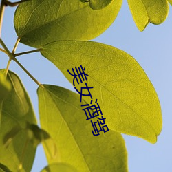 美女酒驾